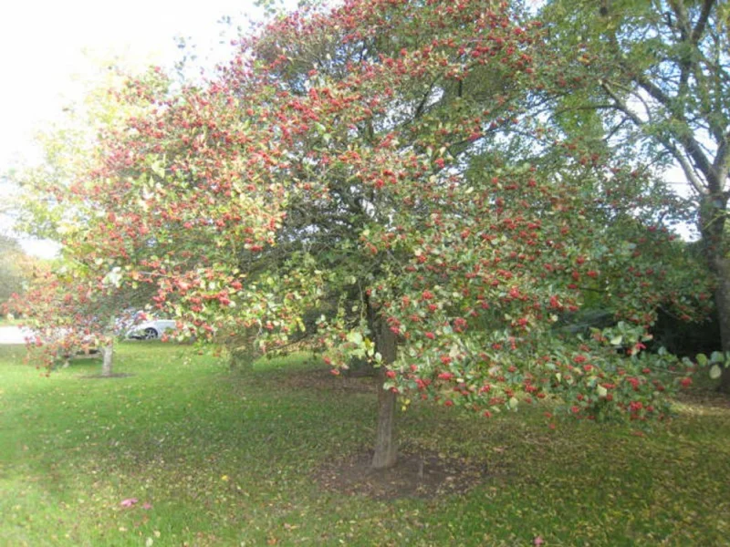 Crataegus Persimilis Splendens (Pruimbladige Meidoorn)-1