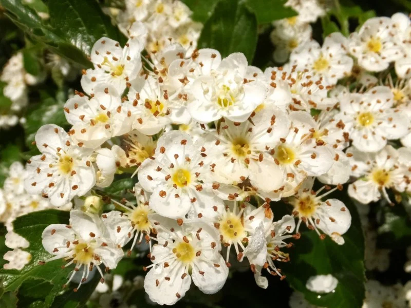 Crataegus Persimilis Splendens (Pruimbladige Meidoorn)-2