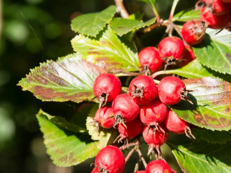 Crataegus Persimilis Splendens (Pruimbladige Meidoorn)-3