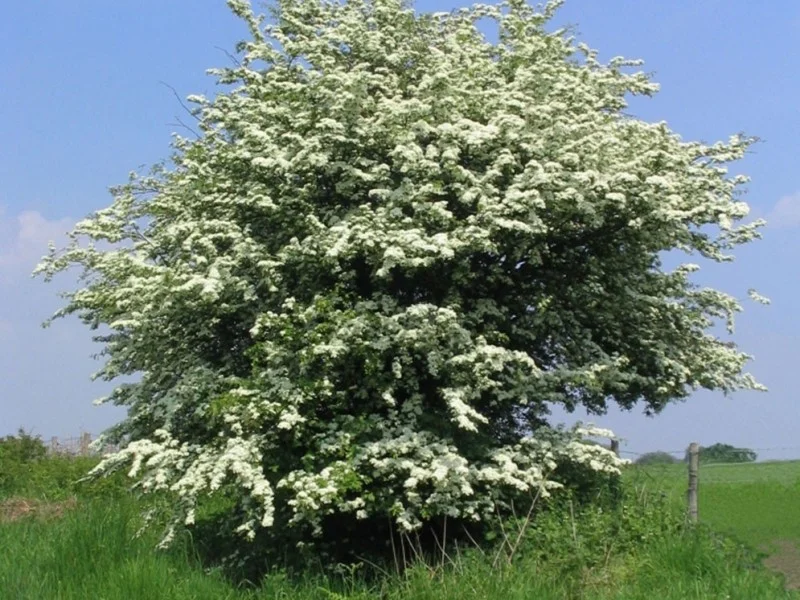 Crataegus Monogyna (Eenstijlige Meidoorn)-1