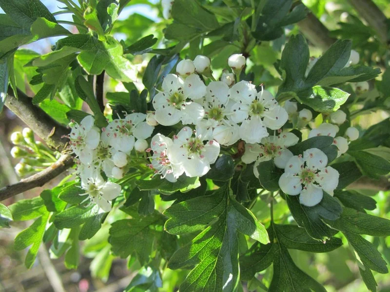 Crataegus Monogyna (Eenstijlige Meidoorn)-2