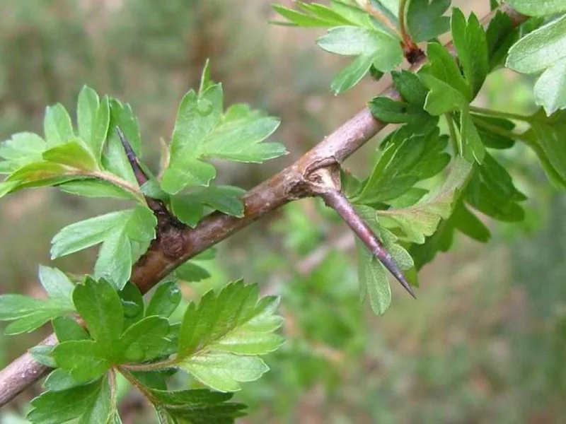 Crataegus Monogyna (Eenstijlige Meidoorn)-3