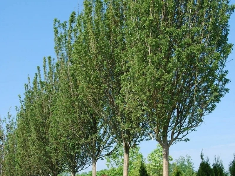 Crataegus Monogyna Stricta (Zuilvormige Meidoorn)