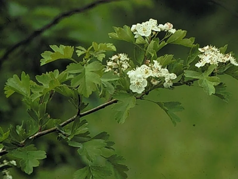 Crataegus Monogyna Stricta (Zuilvormige Meidoorn)