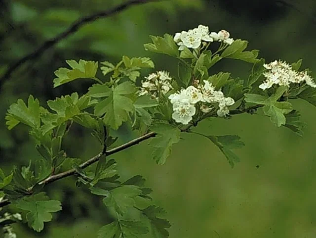 Crataegus Monogyna Stricta (Säulenförmiger Weißdorn) Crataegus Monogyna Stricta (Säulenförmiger Weißdorn)