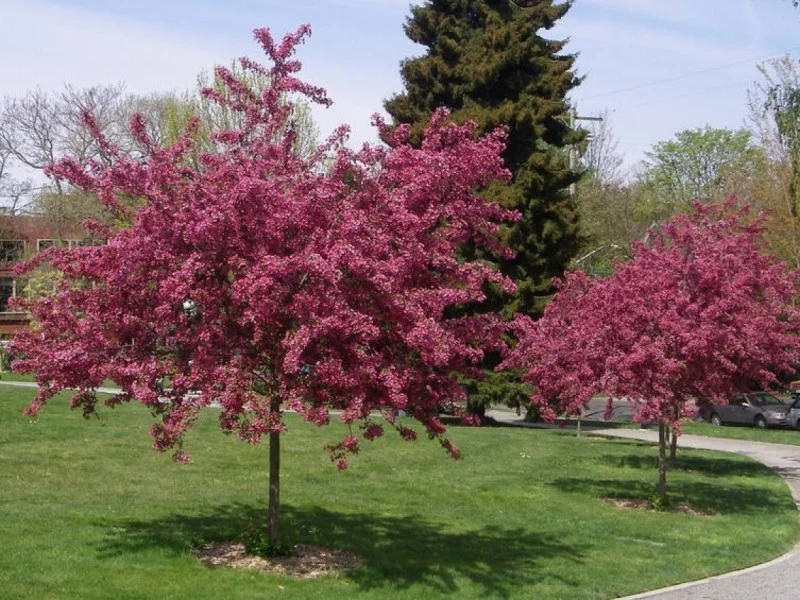 Crataegus laevigata Paul's Scarlet (Rode Meidoorn)