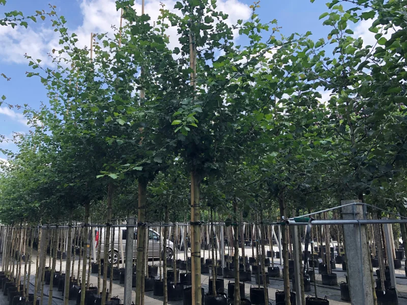Crataegus laevigata Paul's Scarlet (Rode Meidoorn)