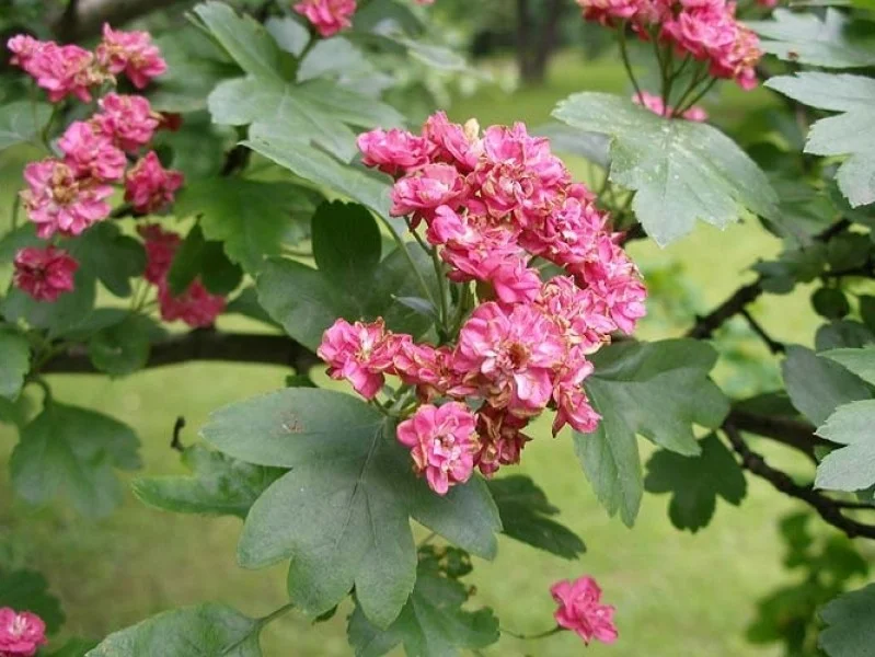 Crataegus laevigata Paul's Scarlet (Rode Meidoorn)-4