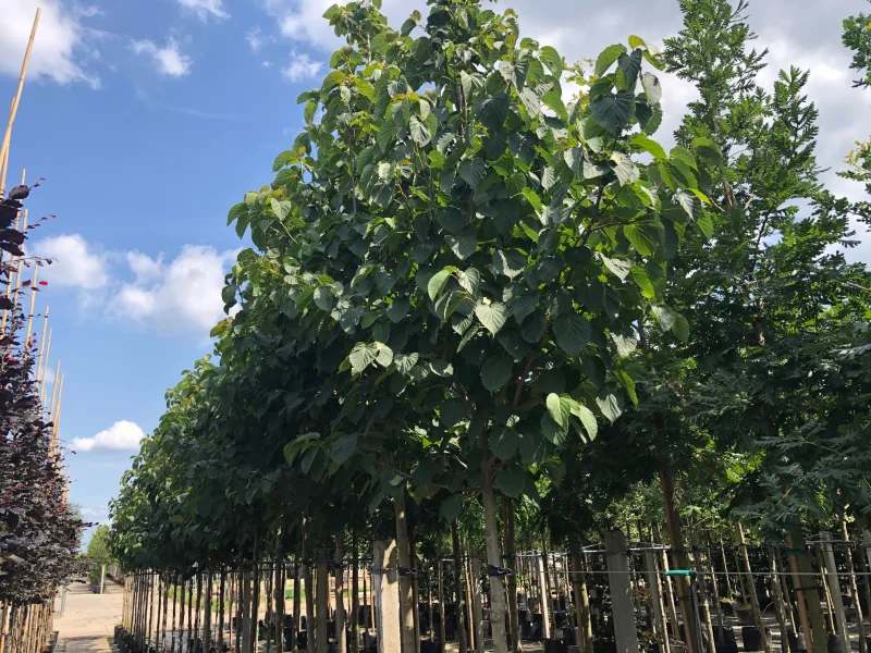 Davidia Involucrata (Vaantjesboom)