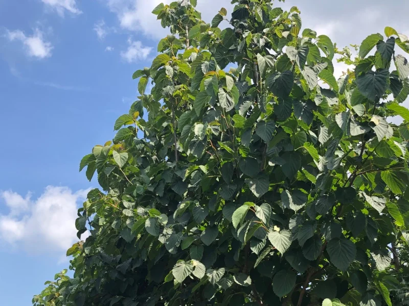Davidia Involucrata (Vaantjesboom)