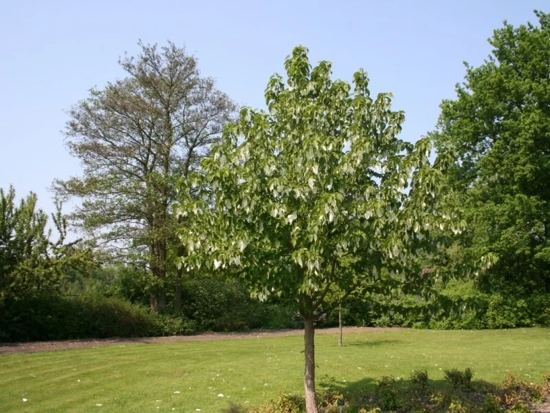 Davidia Involucrata (Vaantjesboom)-3