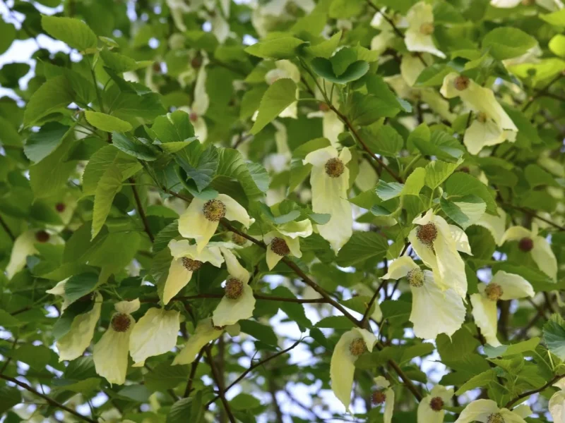 Davidia Involucrata (Vaantjesboom)-4
