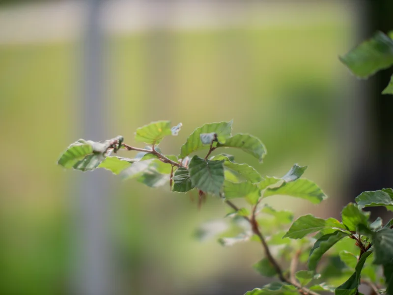 Fagus Sylvatica (Groene Beuk)-5