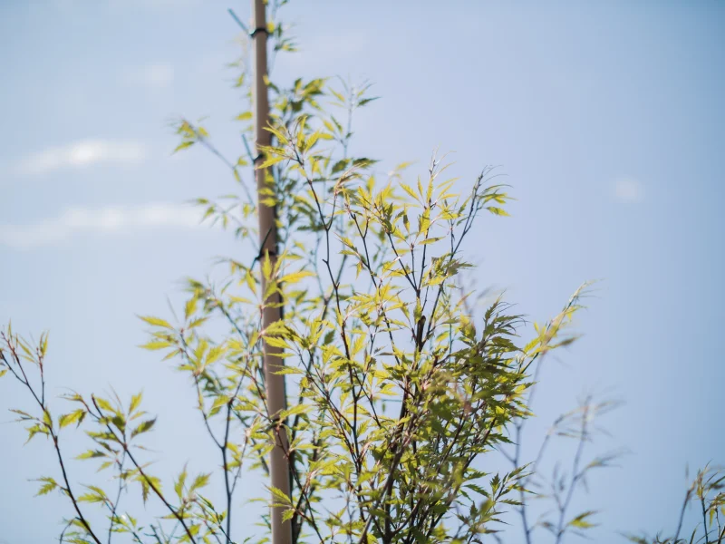 Fagus Sylvatica Asplenifolia (Varenbeuk)-2