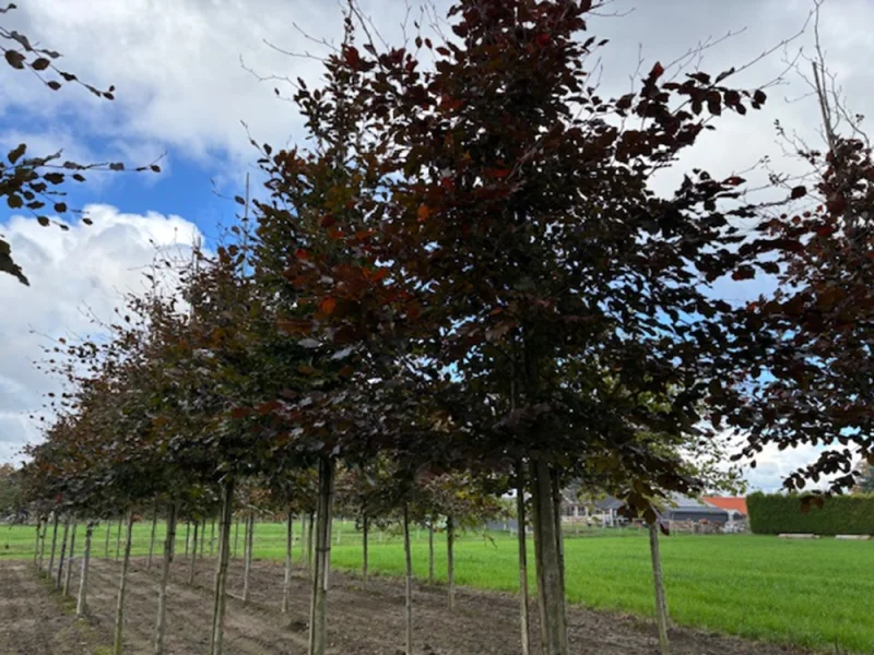 Fagus Sylvatica Atropunicea (Rode Beuk)
