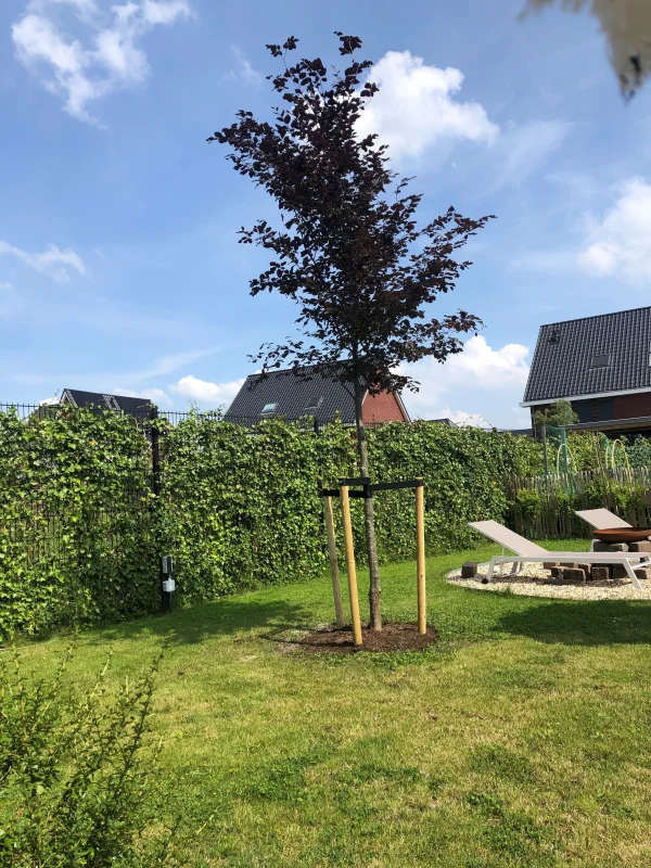 Fagus Sylvatica Atropunicea (Rode Beuk)-3