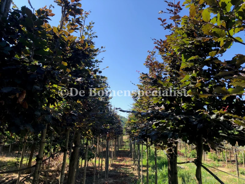 Fagus Sylvatica Atropunicea (Rode Beuk)-5