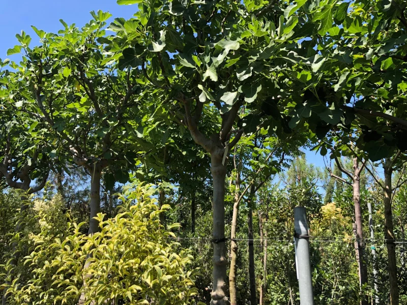 Ficus Carica (Vijgenboom)