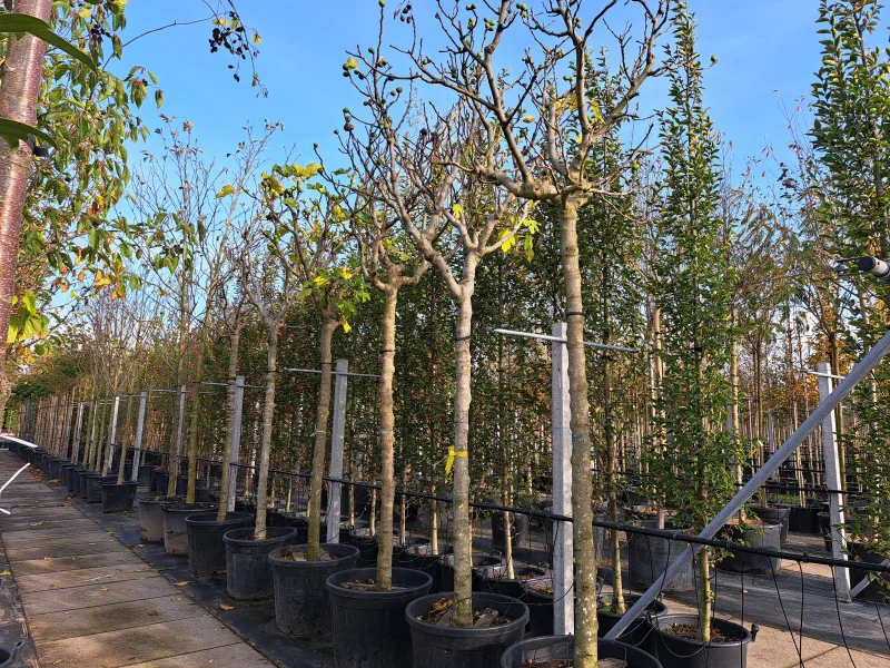 Ficus Carica (Vijgenboom)-2