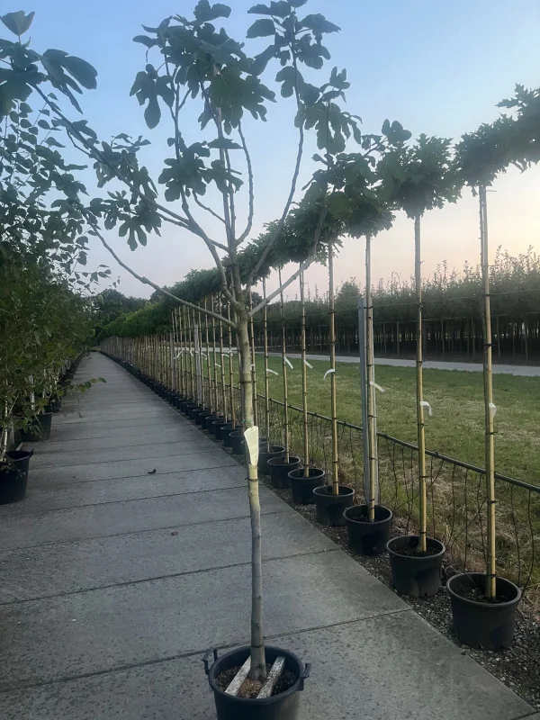 Ficus Carica (Vijgenboom)-3