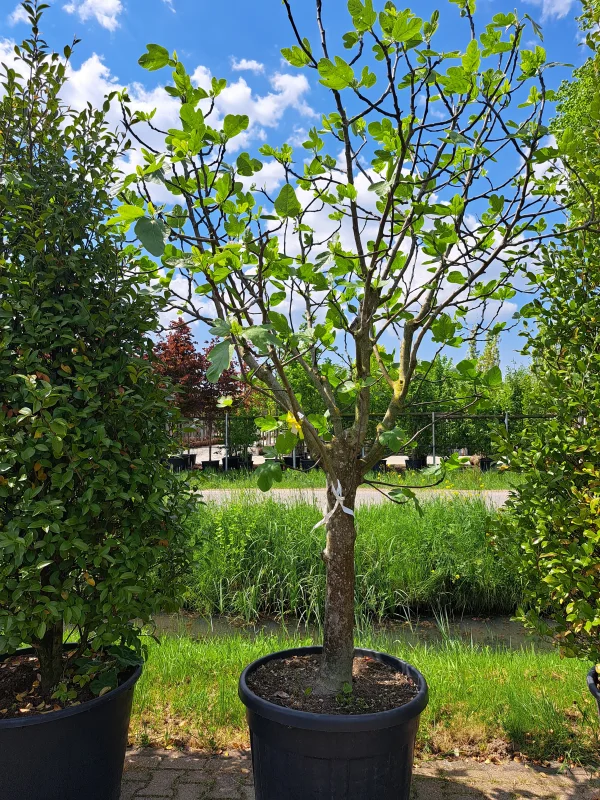 Ficus Carica (Vijgenboom)-4