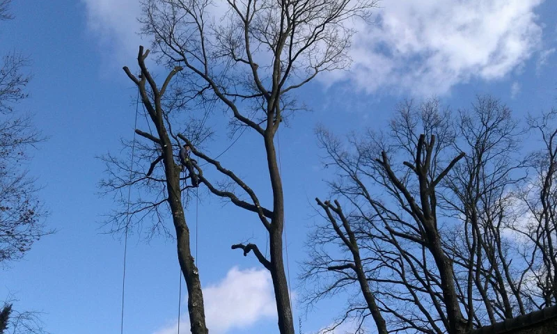 Weghalen / snoeien bomen-4