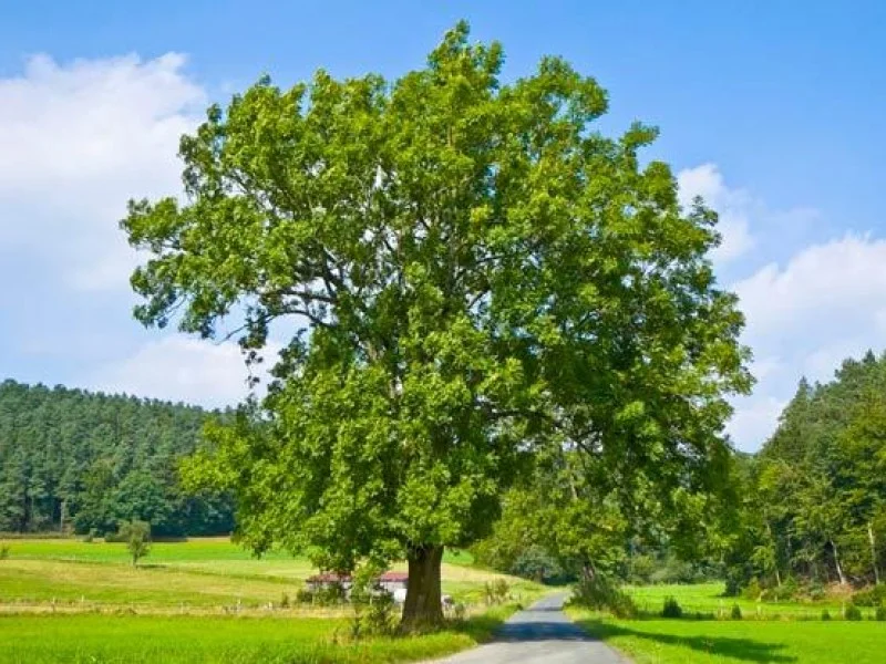 Fraxinus Excelsior (Gewone Es)-1