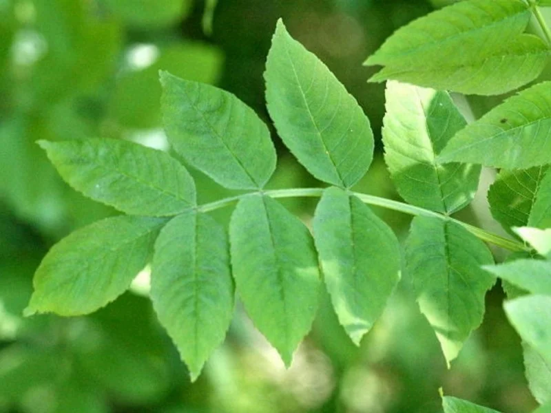 Fraxinus Excelsior (Gewone Es)-2
