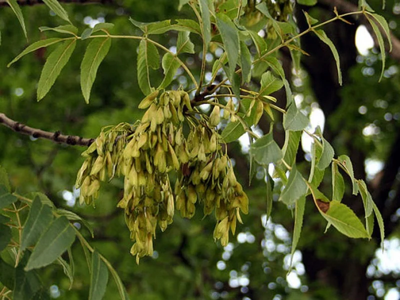 Fraxinus Excelsior (Gewone Es)-3