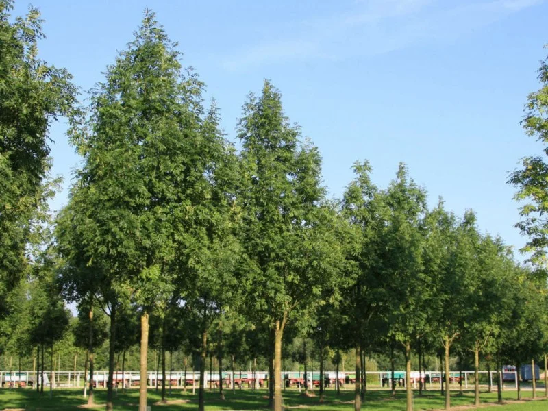 Fraxinus Excelsior Westhof's Glorie (Gewone Es)-1