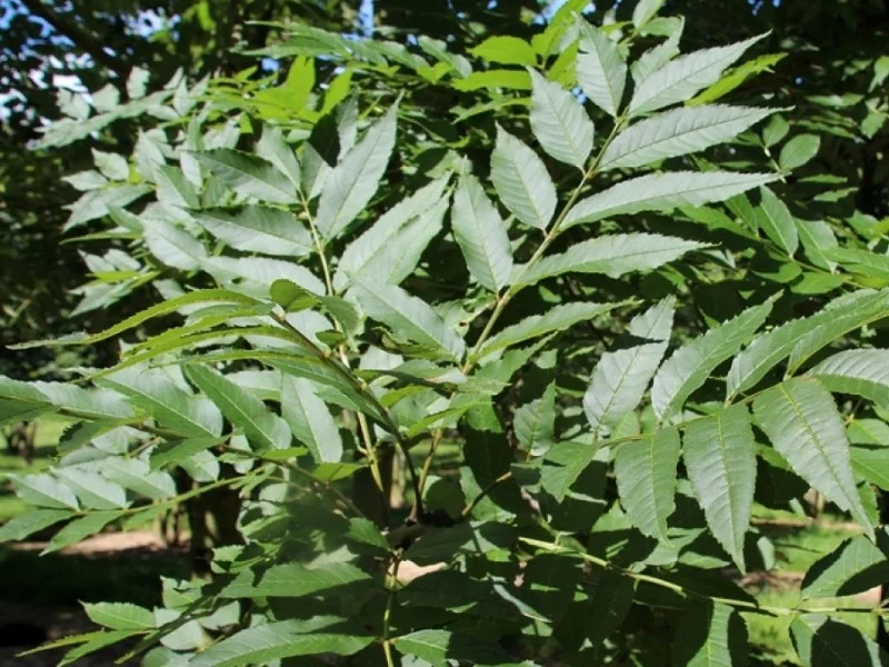Fraxinus Excelsior Westhof's Glorie (Gewone Es)-2
