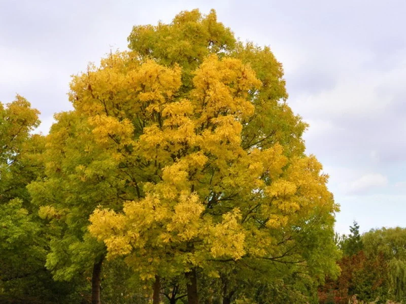 Fraxinus Excelsior  (Goudes)-1