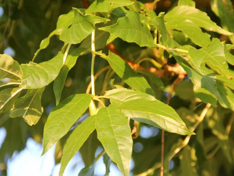 Fraxinus Excelsior  (Goudes)-2