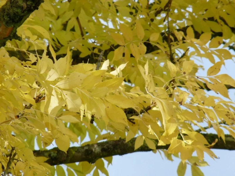 Fraxinus Excelsior  (Goudes)-3