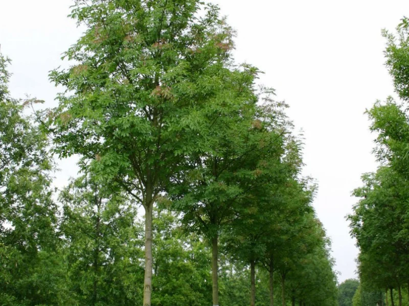 Fraxinus Ornus (Bloemes / Pluimes)
