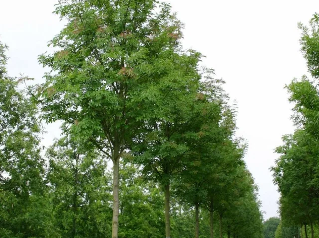 Fraxinus Ornus (Blumenesche / Mannaesche) Fraxinus Ornus (Blumenesche / Mannaesche)
