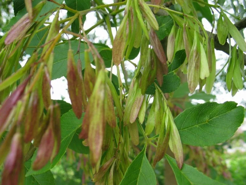 Fraxinus Ornus (Bloemes / Pluimes)-2