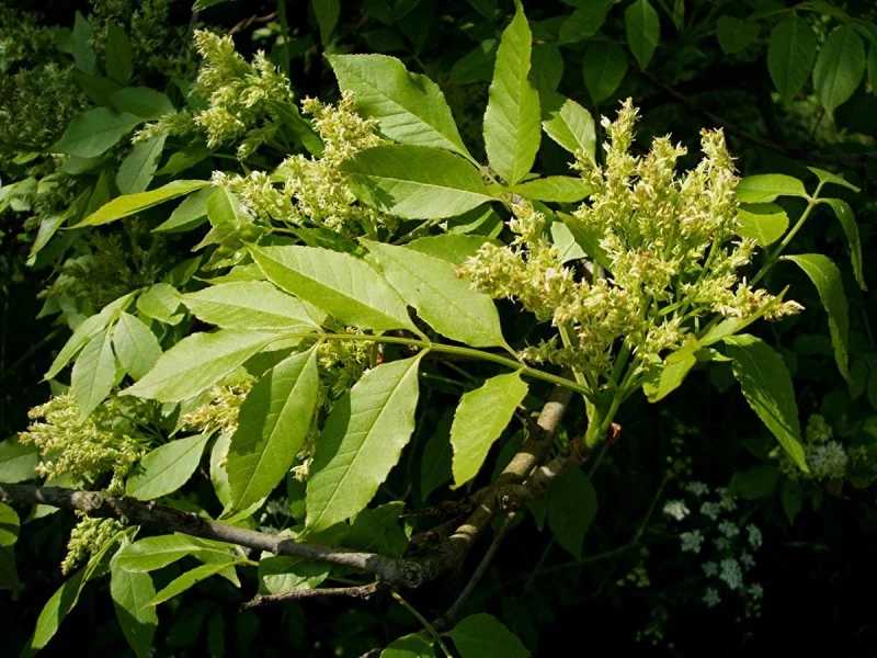 Fraxinus Ornus (Bloemes / Pluimes)-3