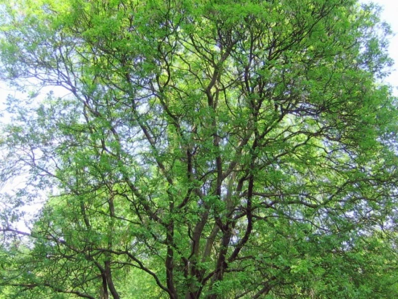 Fraxinus Ornus Arie Peters (Pluimes)-1
