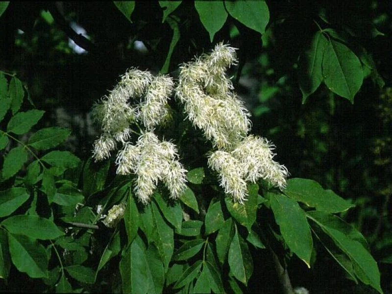 Fraxinus Ornus Arie Peters (Pluimes)-2