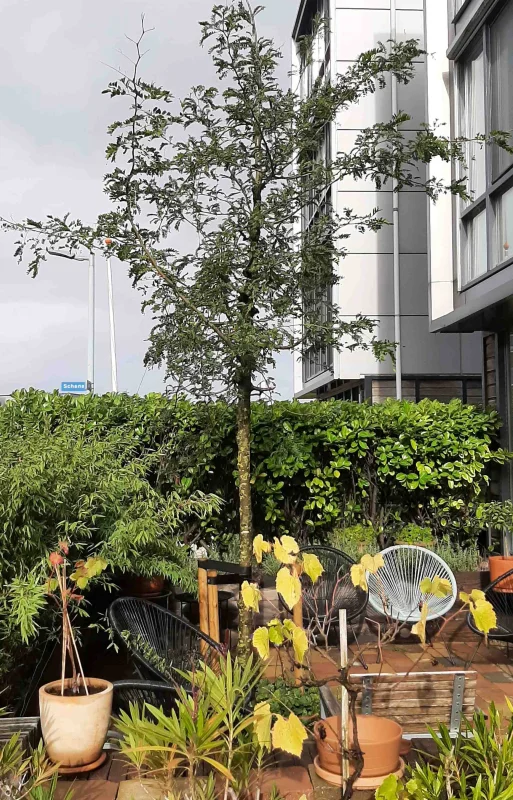 Gleditsia Triacanthos (Valse Christusdoorn)-2
