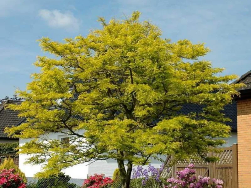 Gleditsia Triacanthos (Valse Christusdoorn)-5