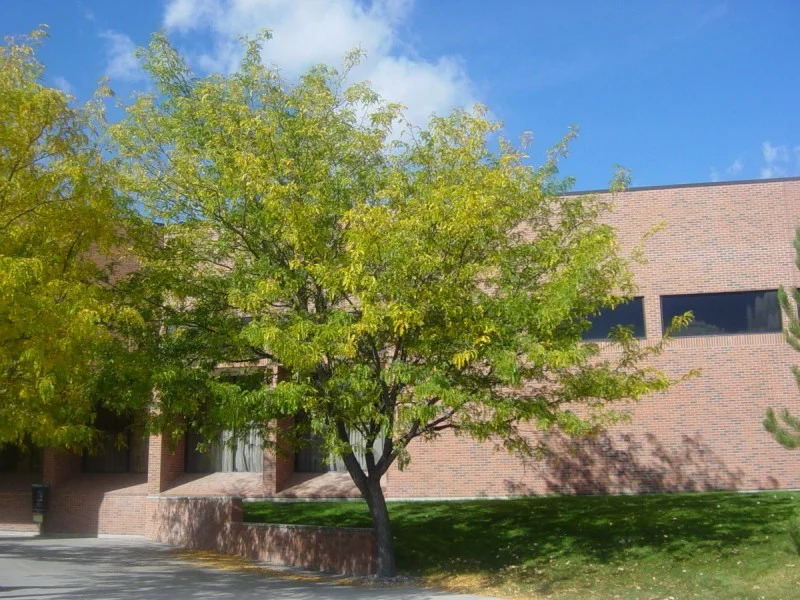 Gleditsia Triacanthos F. Inermis (Doornloze Christusdoorn)-1