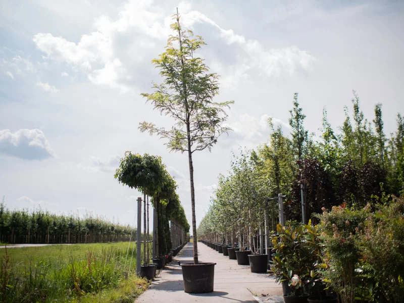 Gleditsia Triacanthos F. Inermis (Doornloze Christusdoorn)-2