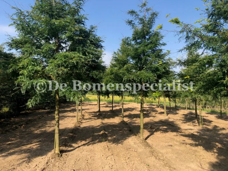 Gleditsia Triacanthos Skyline (Christusdoorn)-1