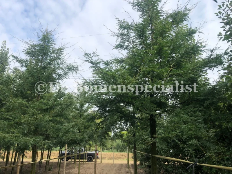 Gleditsia Triacanthos Skyline (Christusdoorn)-3
