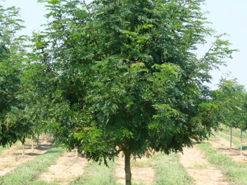 Gleditsia Triacanthos Skyline (Christusdoorn)-6