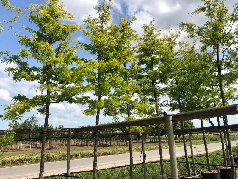 Gleditsia Triacanthos Sunburst (Valse Christusdoorn)-2