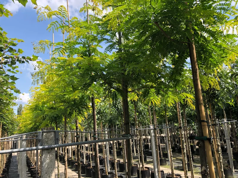 Gleditsia Triacanthos Sunburst (Valse Christusdoorn)-3