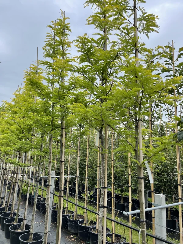 Gleditsia Triacanthos Sunburst (Valse Christusdoorn)-4